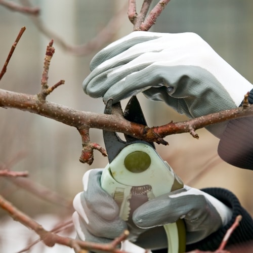 Tree Pruning