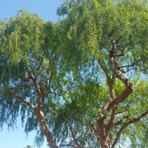 Tree Trimming